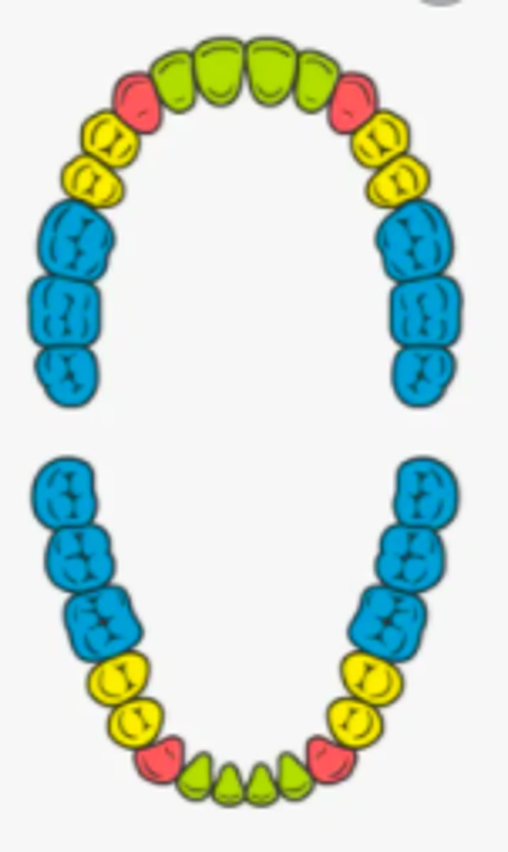 <p>- name the teeth marked red<br>- 4 of these teeth<br>- used for ripping and tearing</p>