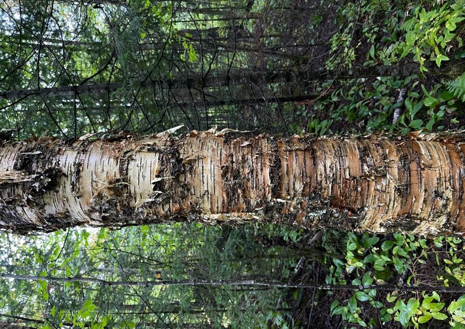 <p><em>Betula alleghaniensis</em></p>