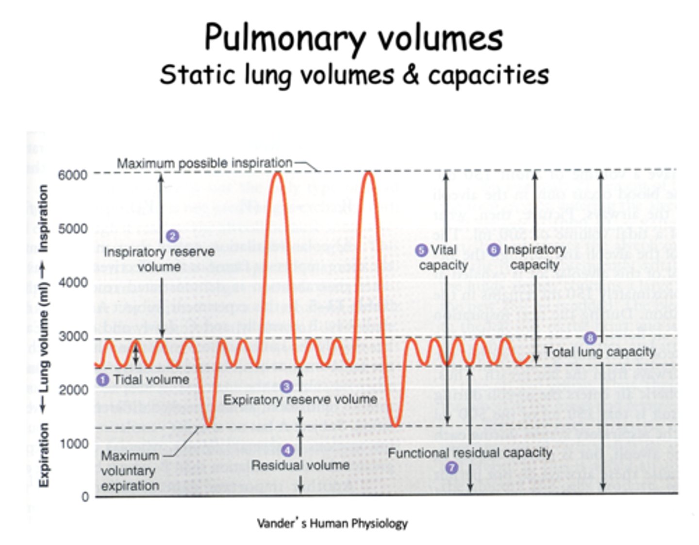<p>tidal volume</p>