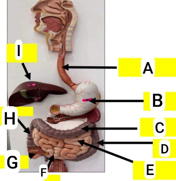 <p>Identify the following and answer these questions</p><p></p><ul><li><p>identify tube A</p></li></ul><p></p><ul><li><p>Mention its length</p></li></ul><p></p><ul><li><p>Mention its beginning</p></li></ul><p></p>