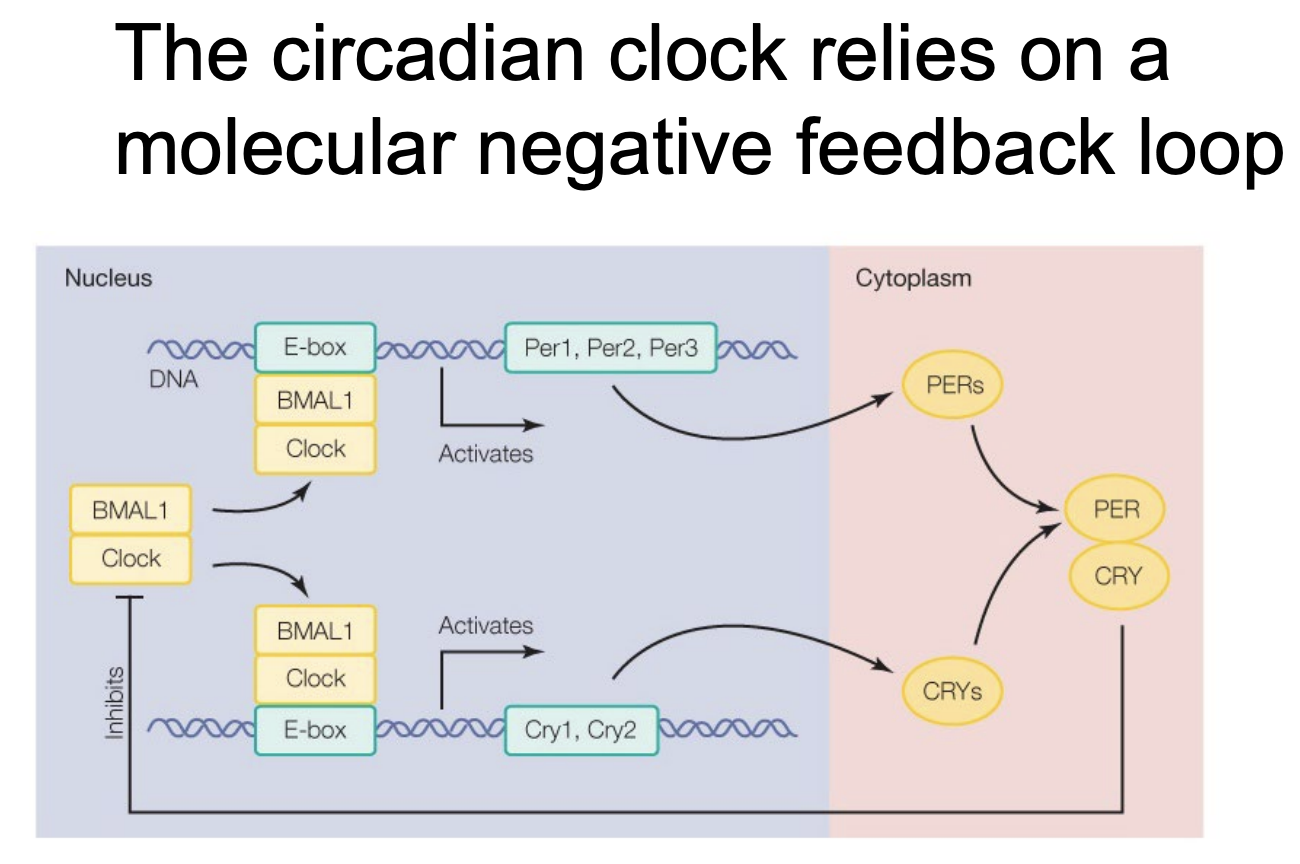 <p><u>LOCATION</u>: Occurs inside the <strong>neurons</strong> of the <span style="color: blue;">Suprachiasmatic nucleus</span> (SCN) inside the hypothalamus</p><p><u>STEPS</u>:</p><ol><li><p><mark data-color="green" style="background-color: green; color: inherit;">CLOCK</mark> and <mark data-color="red" style="background-color: red; color: inherit;">BMAL1</mark>, transcription proteins, form a transcription factor complex</p></li><li><p>They <strong>trigger DNA transcription</strong> for the proteins <mark data-color="blue" style="background-color: blue; color: inherit;">PERs</mark> and <mark data-color="purple" style="background-color: purple; color: inherit;">CRYs</mark>, which accumulate slowly in the cytoplasm</p></li><li><p>After enough PER and CRY proteins accumulate, they <strong>Inhibit <mark data-color="green" style="background-color: green; color: inherit;">CLOCK</mark> and <mark data-color="red" style="background-color: red; color: inherit;">BMAL1</mark></strong>, which then stops the production of more <mark data-color="blue" style="background-color: blue; color: inherit;">PERs</mark> and <mark data-color="purple" style="background-color: purple; color: inherit;">CRYs</mark></p></li></ol><ul><li><p><span style="color: blue;"><strong><span>Negative Feedback</span></strong></span></p><ul><li><p>PER and CRY will degrade, and when the levels are lower, CLOCK and BMAL1 will trigger transcription again, and the cycle restarts</p></li><li><p>This occurs over a 24 hour period</p></li></ul></li></ul><p></p>