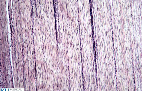 <p>Tissue locations</p>