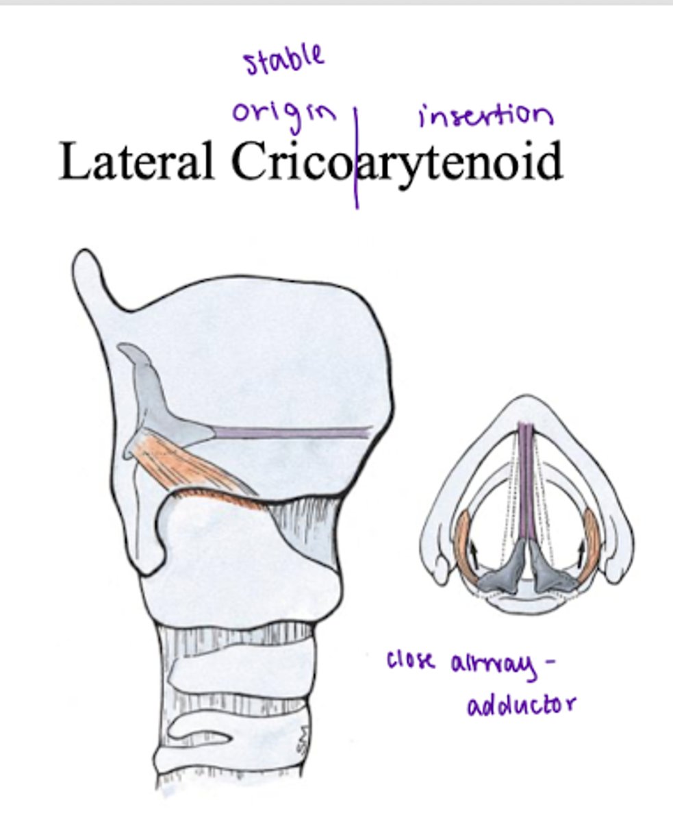 <p>Lateral side of larynx</p><p>Originates at circocartilage</p><p>Inserts at arytenoid</p><p>Action → move arytenoid cartilage → adductor → close the airway → most powerful adductor</p><p>Narrows laryngeal inlet</p>