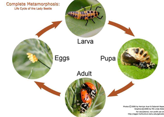 <p><strong>Yes</strong>, most animals have at least <strong>one larval stage</strong>.</p>