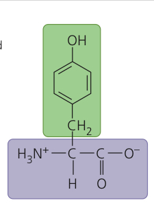 <p>Tyrosine</p>