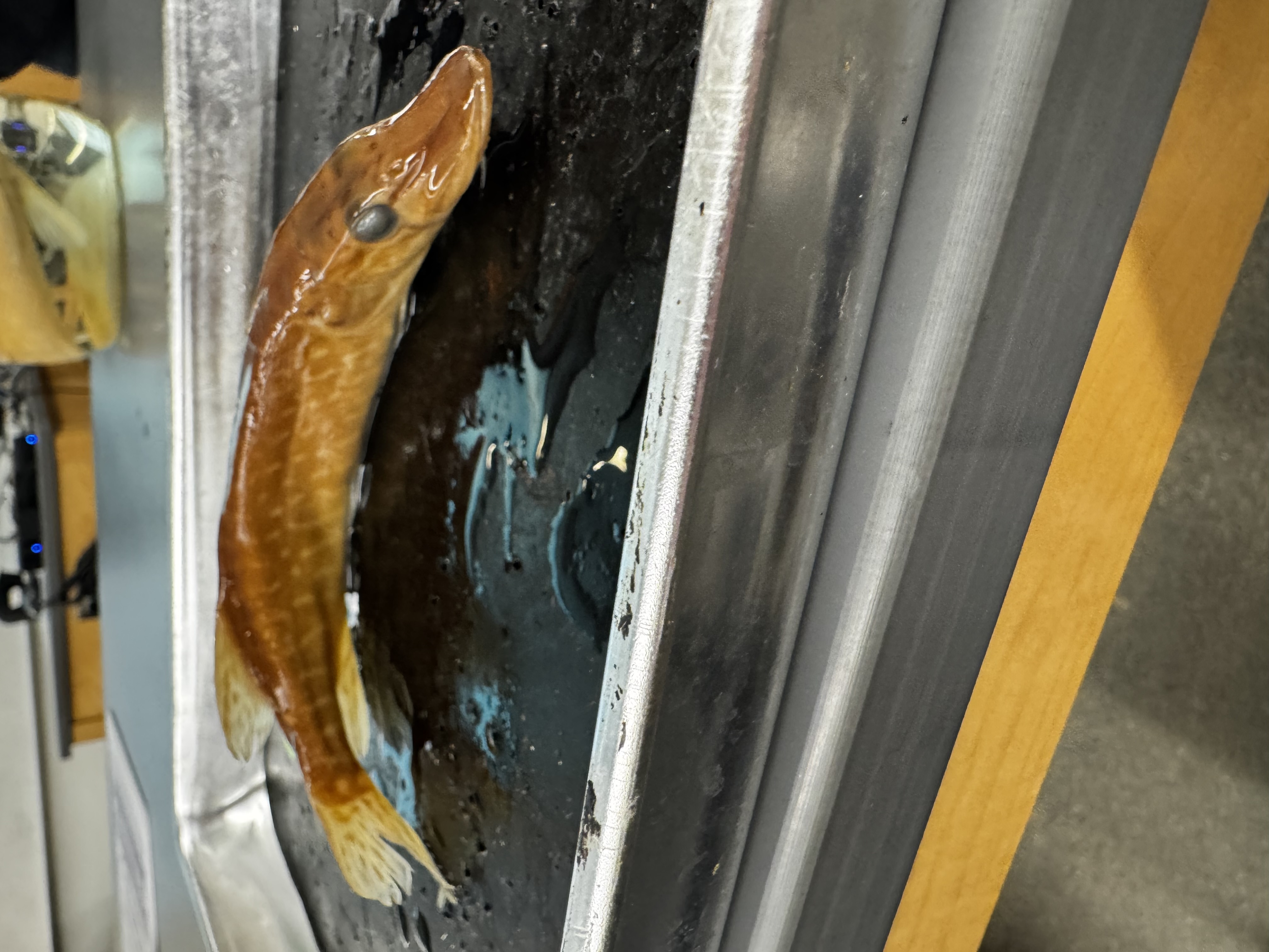 <p>Family:<br>Species:</p><p>Scientific:</p>