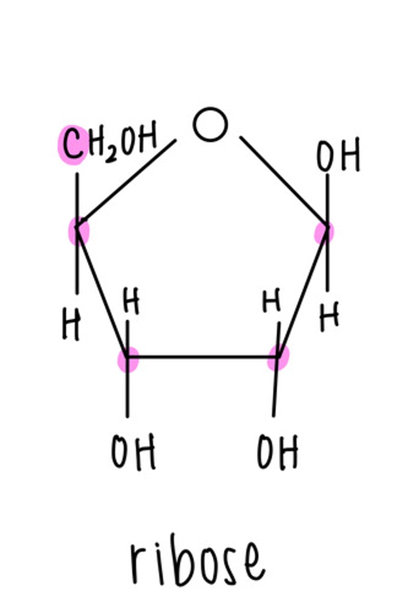 <p>pentose (five carbon)</p>