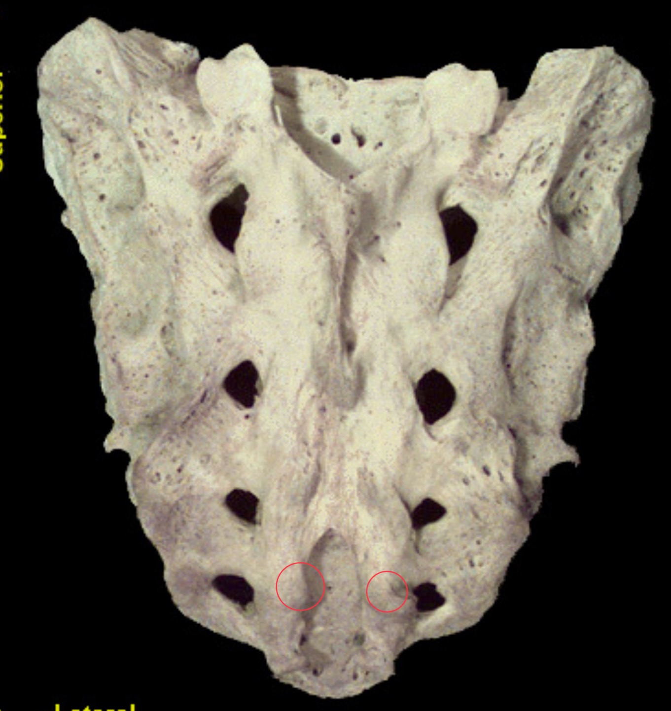<p>What is this structure?</p>