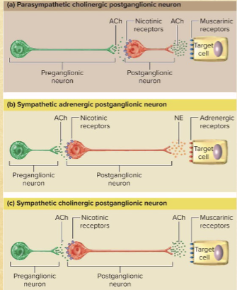 <p>alpha-adrenergic receptors: two subclasses different second messenger systems</p><p>beta-adrenergic receptors: two subclasses cAMP second messenger system</p>