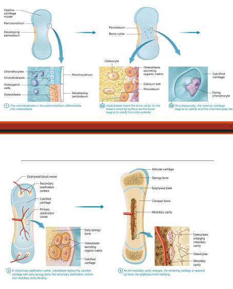 <p>1) The chondroblasts in the perichondrium differentiate into osteoblasts</p><p>2a) Osteoblasts build the bone collar on the bone’s external surface as the bone begins to ossify from the outside</p><p>2b) Simultaneously, the internal cartilage begins to calcify and the chondrocytes die</p><p>3) In the primary ossification center, osteoblasts replace the calcified cartilage with early spongy bone; the secondary ossification centers and medullary cavity develop</p><p>4) As the medullary cavity enlarges, the remaining cartilage is replaced by bone; the epiphyses finish ossifying</p>