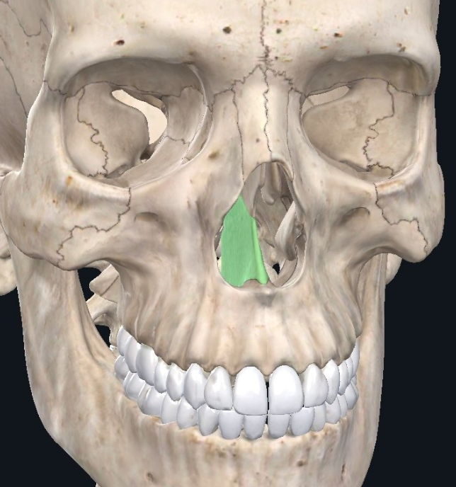 <p>thin trapezoidal bone of the skull forming the posterior and inferior parts of the nasal septum</p>