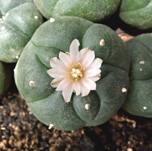 <p>what chemical is from Lophophora williamsii / peyote ?</p>