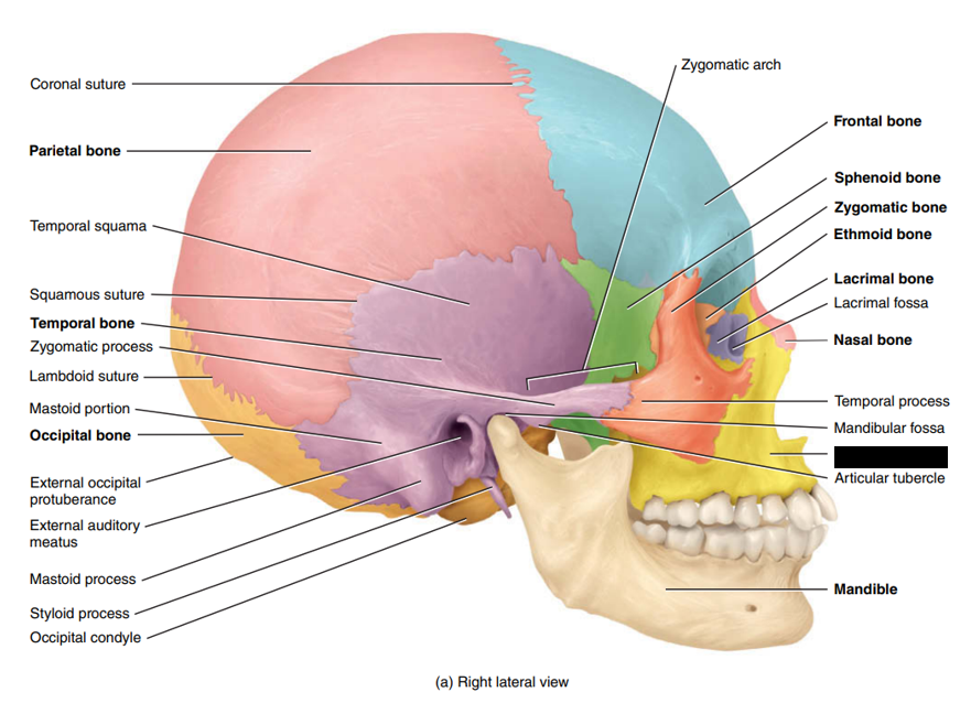 <p>State and identify what part of the cranial bone is being pointed out and censored. (hint: bone)</p>
