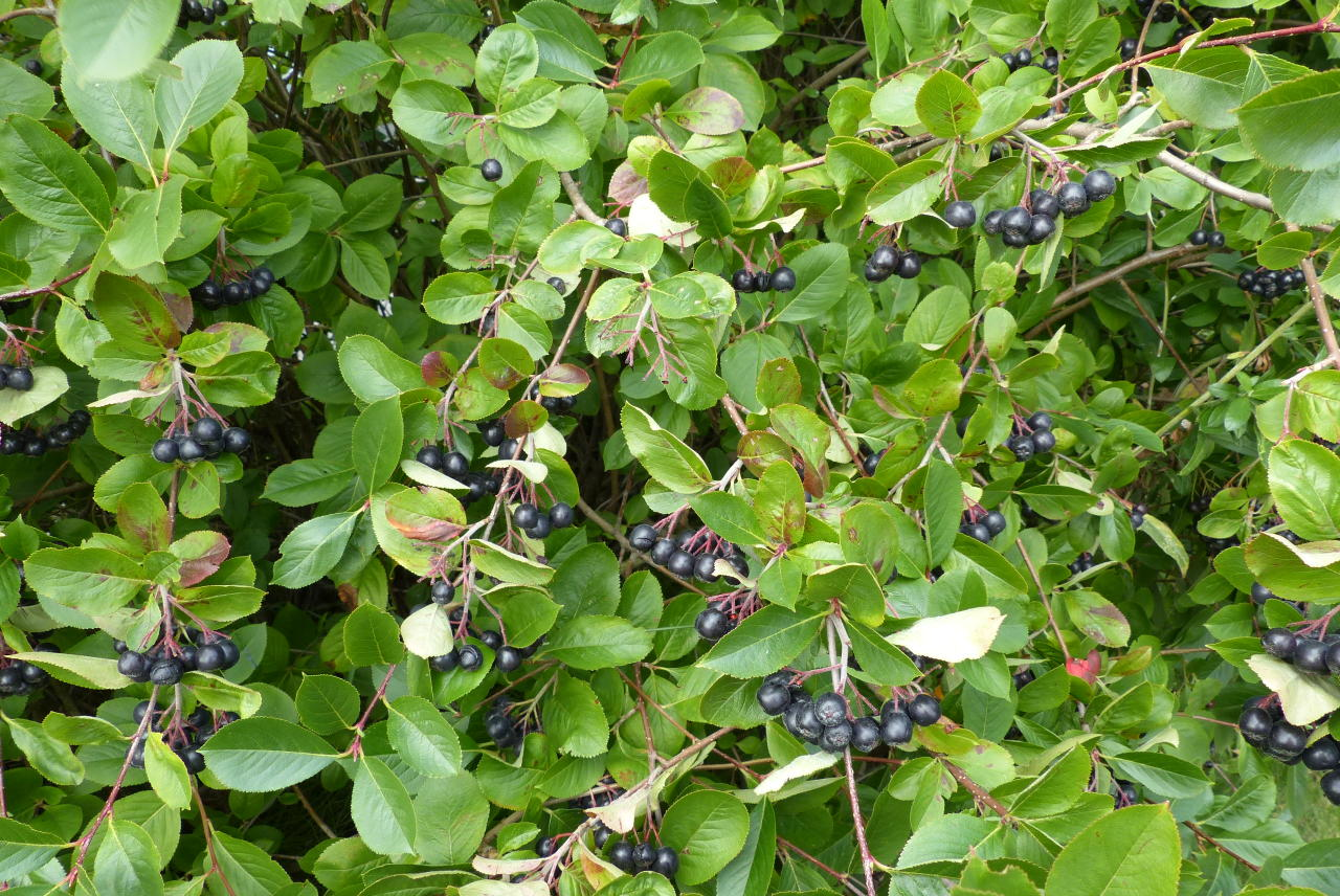 <p>Koristearonia</p>