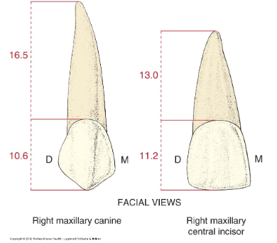 <p>de … van de bovenhoektand is kleiner dan deze van de centrale bovensnijtand.</p>