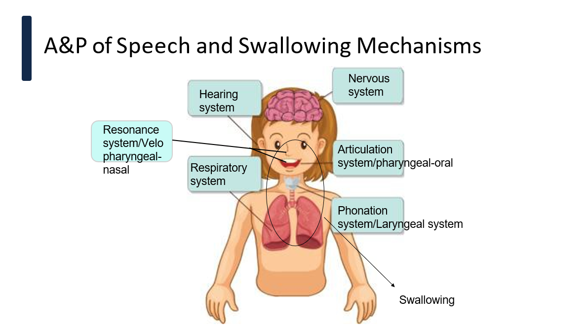 <ul><li><p>nervous system</p></li><li><p>respiratory system</p></li><li><p>phonation/laryngeal system</p></li><li><p>resonance/velopharyngeal-nasal system</p></li><li><p>articulation/pharyngeal-oral system</p></li><li><p>hearing system</p></li></ul><p></p>