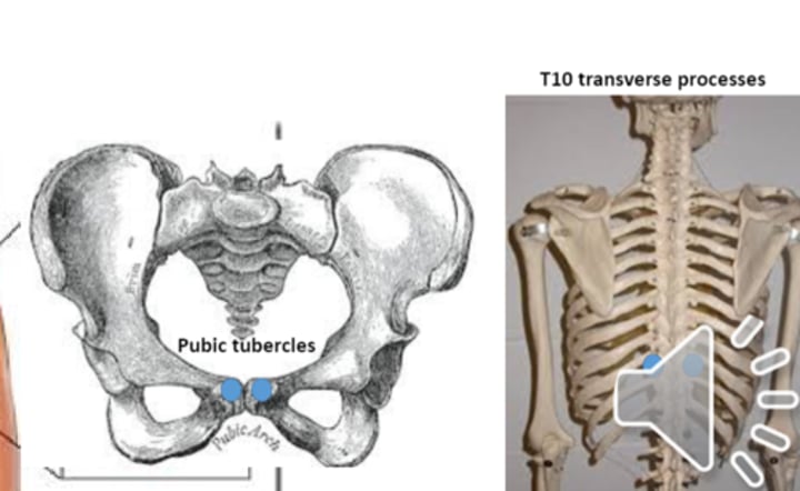 <p>anterior point: pubic tubercles<br>posterior point: T10 transverse process</p>