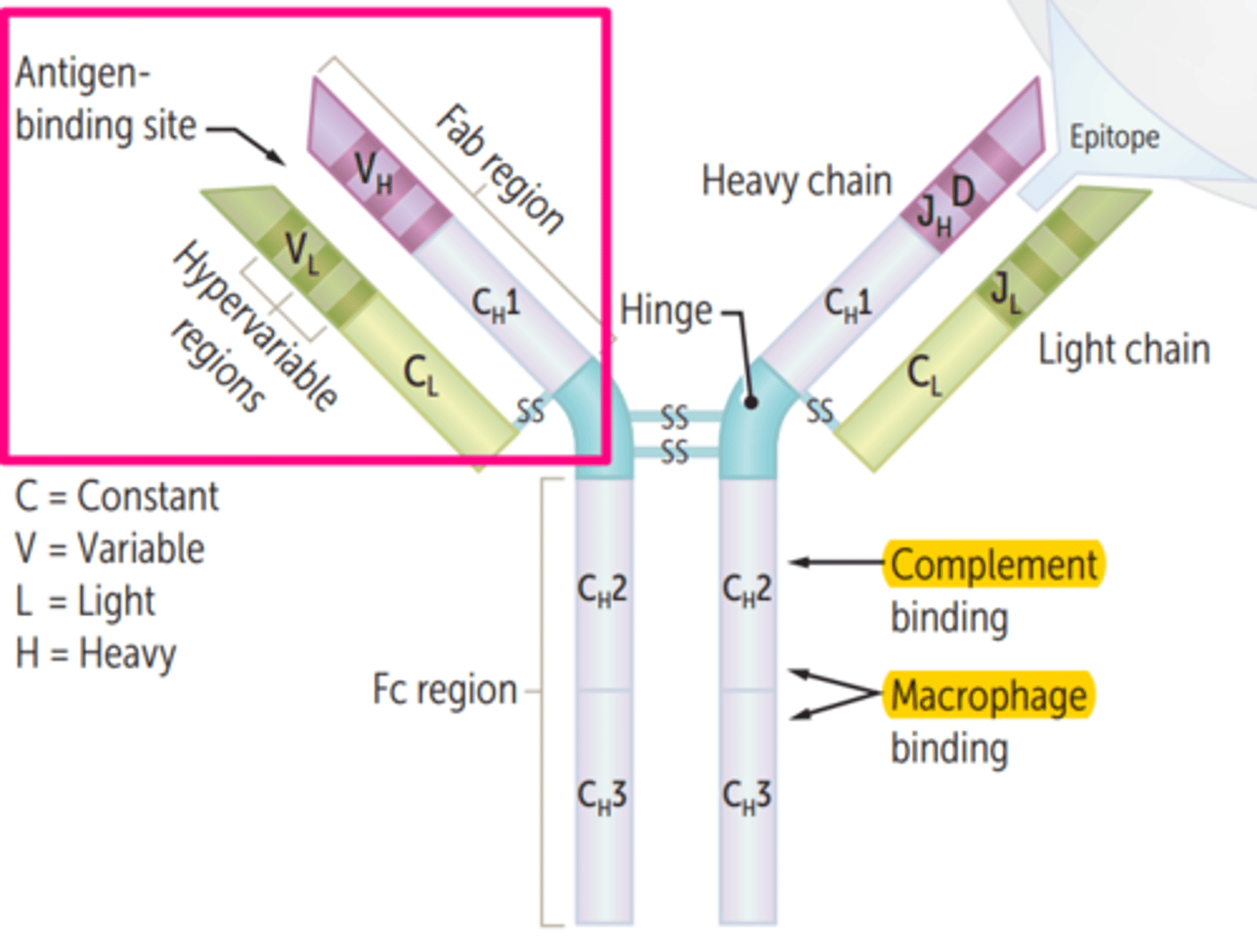 <p>part of the antibody that binds to the antigen</p>