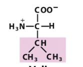 <p>Which amino acid is this (from slides)?</p>