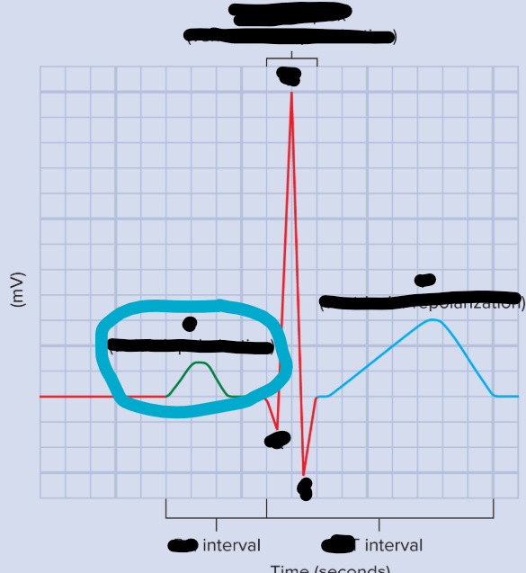 <p>P wave, represents atrial depolarization and atrial contraction</p>