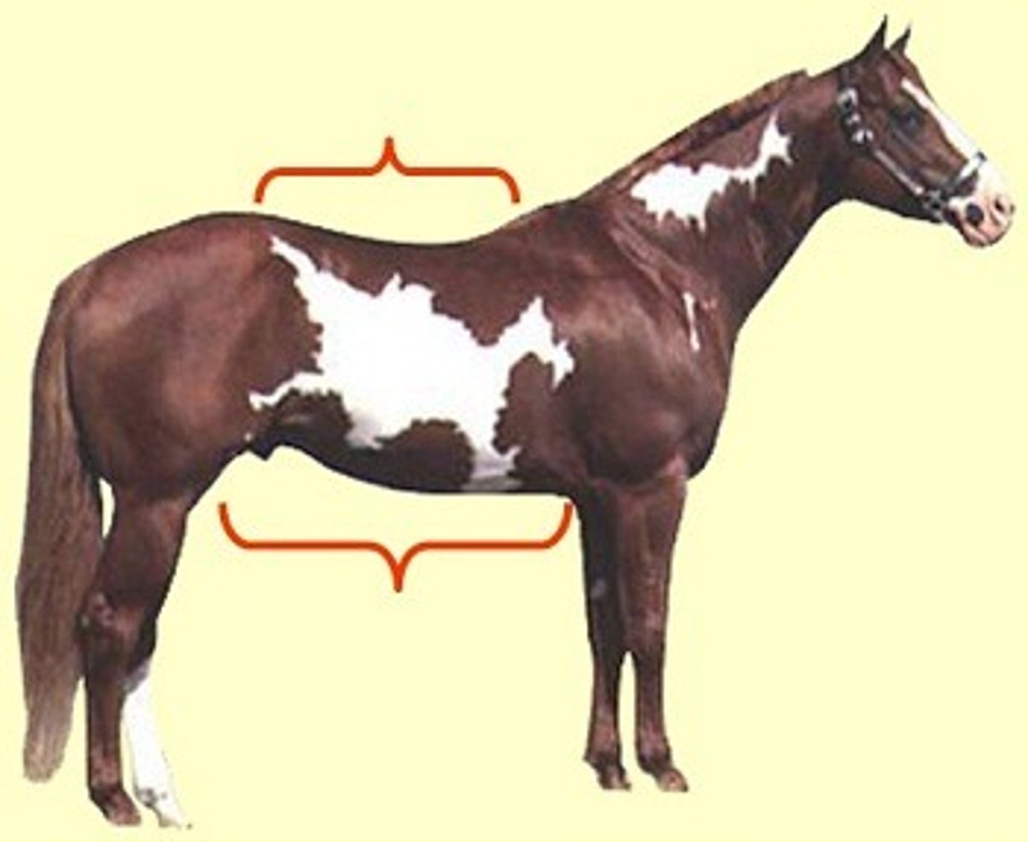 <p>Back</p>
