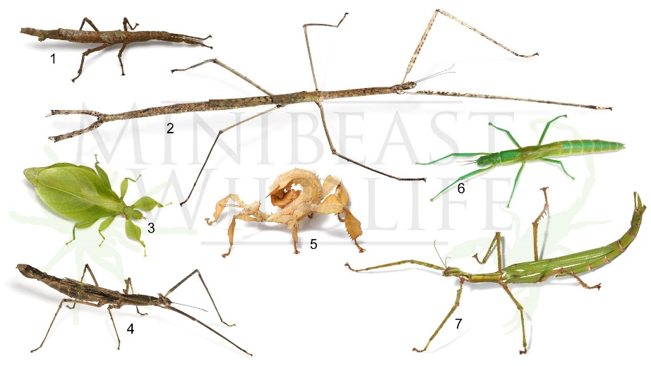 <p>Literally look like sticks or leaves. Leaf ones can look similar to Family Tettigoniidae. To differentiate, look at how thick the legs are. Phasmatodea have much thinner legs. SOME crazy ones look like scorpions. Class Insecta, called walkingsticks</p>
