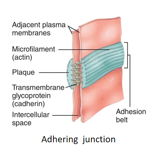 <p>a dense layer of proteins (plaque); epithelial tissue; anchor cells together (help epithelial surfaces resist separation during various contractile activities)</p>