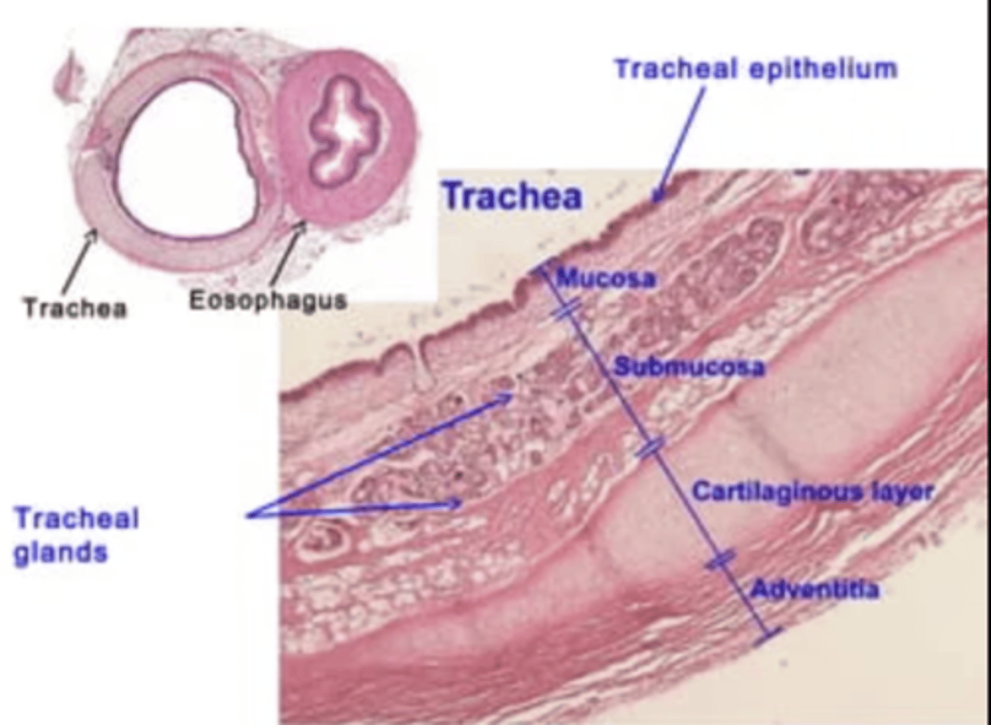 <p>Adventitia anchors to surrounding tissues (ie trachea to other organs) while serosa encloses and reduces friction (ie pleural)</p>