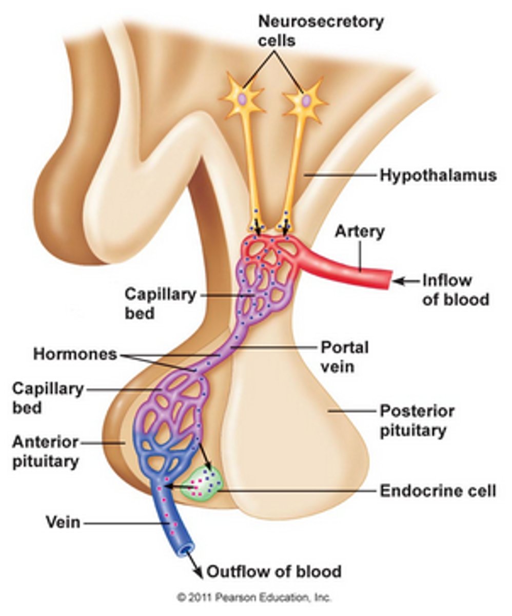 <p>two capillary beds in sequence; path artery → capillary bed → portal vein → capillary bed → vein; ex. hepatic portal system and hypothalamo-hypophyseal portal system</p>