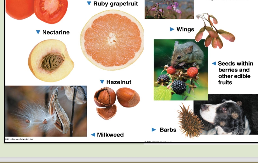 <p>A <strong>fruit</strong> forms from the <strong>ovary</strong> after fertilization, protecting the <strong>seeds</strong> and aiding in <strong>dispersal</strong>.</p><p><strong>Why Fruits Are Important:</strong></p><p class=""><span data-name="check_mark_button" data-type="emoji">✅</span> <strong>Protects Seeds</strong> – Shields them from damage and drying out.<br><span data-name="check_mark_button" data-type="emoji">✅</span> <strong>Aids Dispersal</strong> – Fruits attract animals, float on water, or get carried by wind.<br><span data-name="check_mark_button" data-type="emoji">✅</span> <strong>Increases Survival</strong> – Helps seeds spread to new locations for growth.</p>