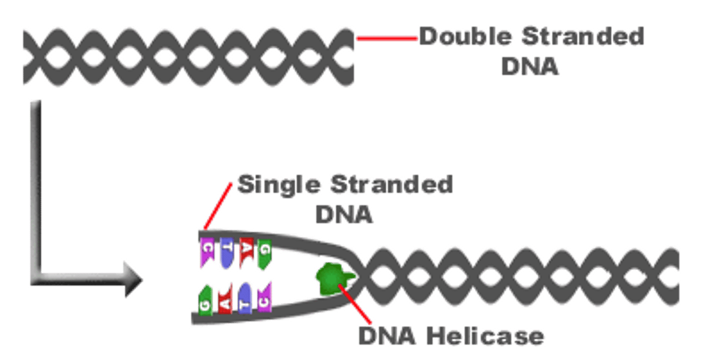 <p>An enzyme that untwists or unzips the double helix of DNA at the replication forks by breaking the hydrogen bond that holds the two strands together</p>