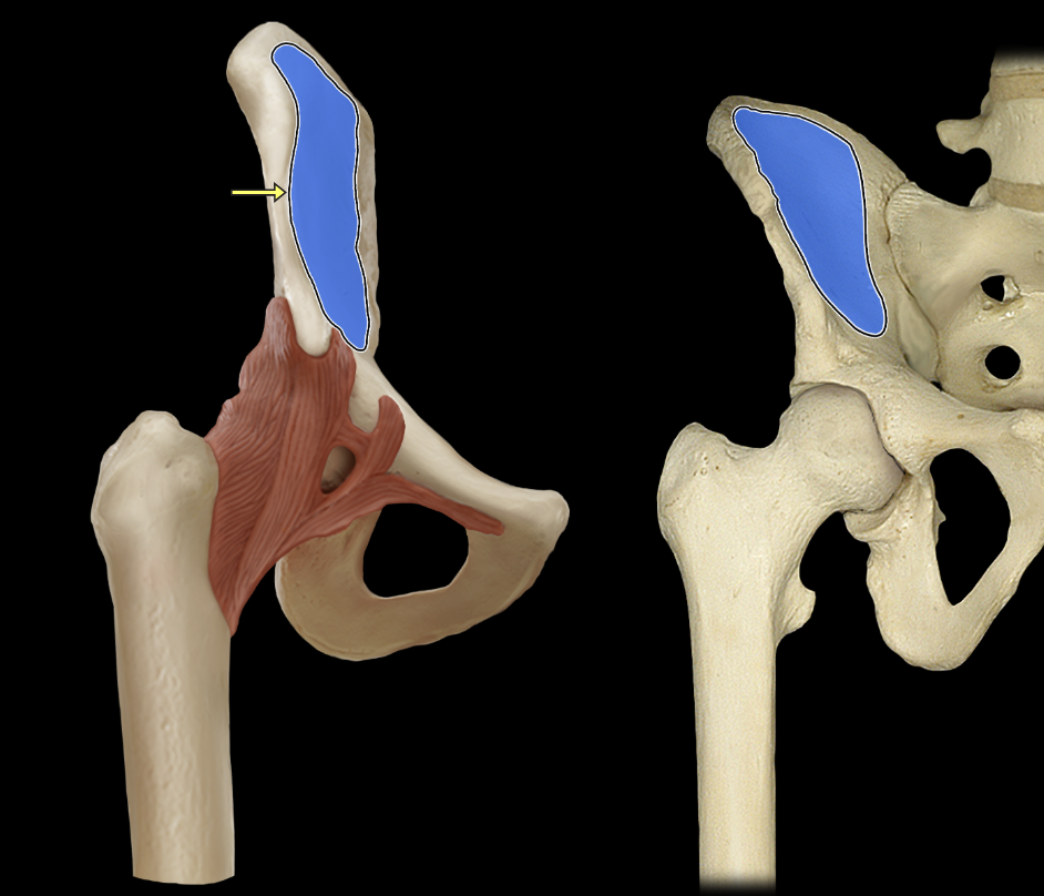 <p>Iliac fossa</p>
