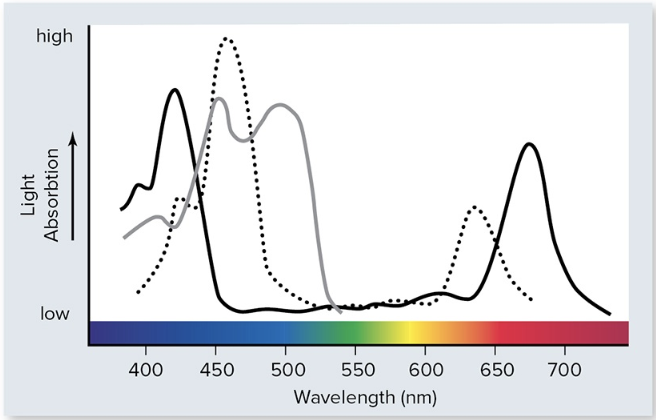 <p>The following diagram represents light absorption as a function of wavelength of various pigments. Which of the three pigments might reflect an orange or red color?</p>
