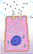 <p>What is the name of this secretion mechanism?</p>