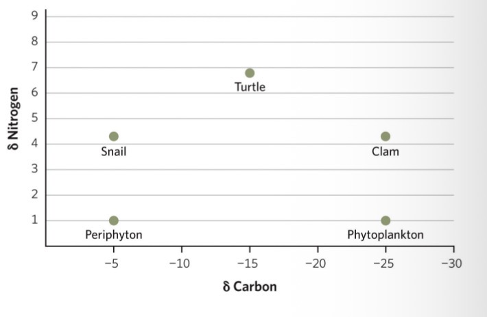 <ul><li><p>Accumulates across trophic levels</p></li><li><p>Higher up you are on the y axis, the higher the nitrogen signature is, the higher your trophic levels is</p></li><li><p>Ex. Turtle is higher trophic level than snail and claim, that are on higher trophic level than periphyton and phytoplankton</p></li></ul><p></p>