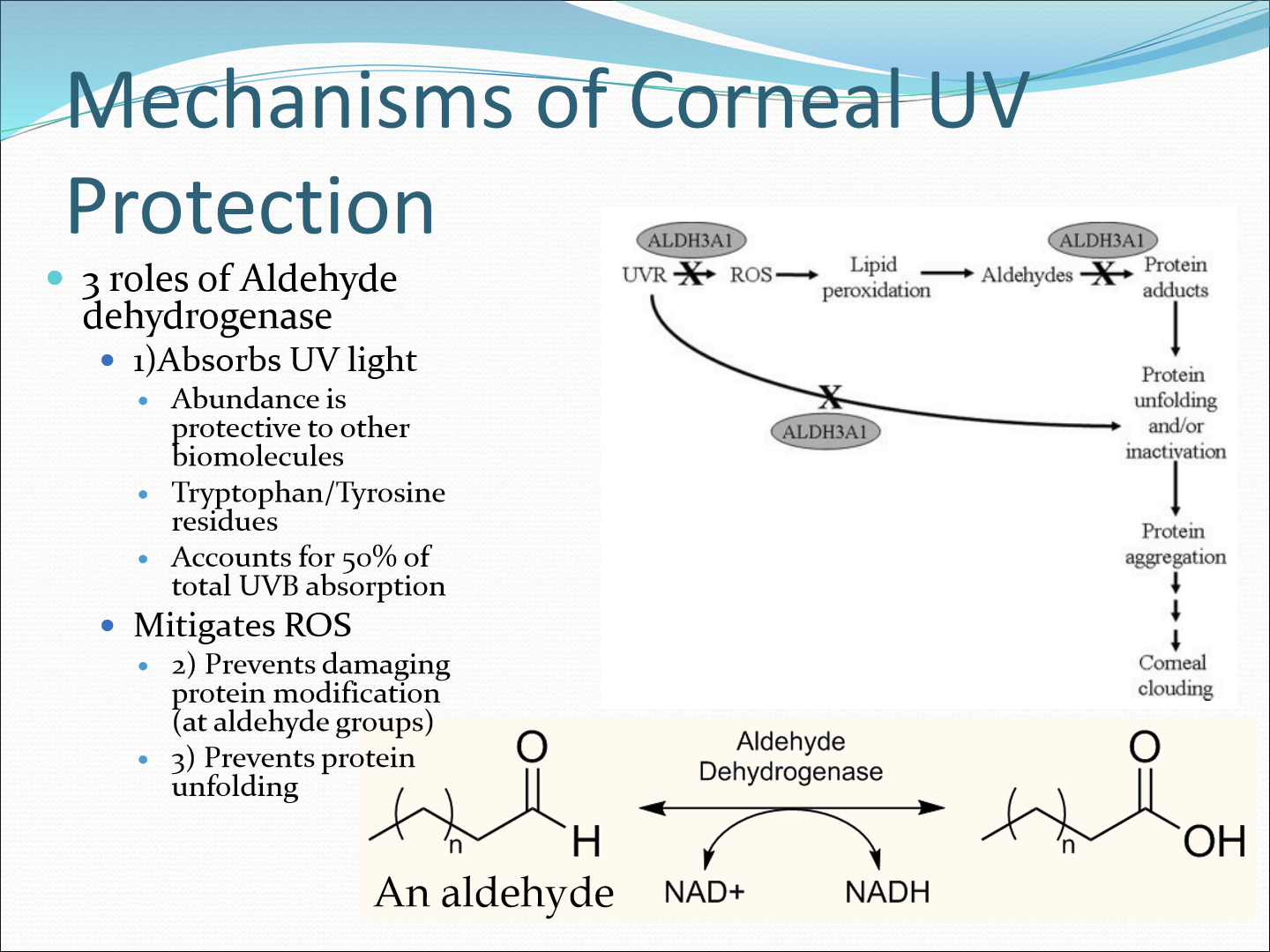 <ol><li><p>It absorbs UVB light from the tryptophan and tyrosin residues </p></li><li><p>Mitigate ROS by preventing damaging protein modifications (by converting aldehydes to carboxylic acids) and prevents proteins unfolding </p></li></ol><p></p>