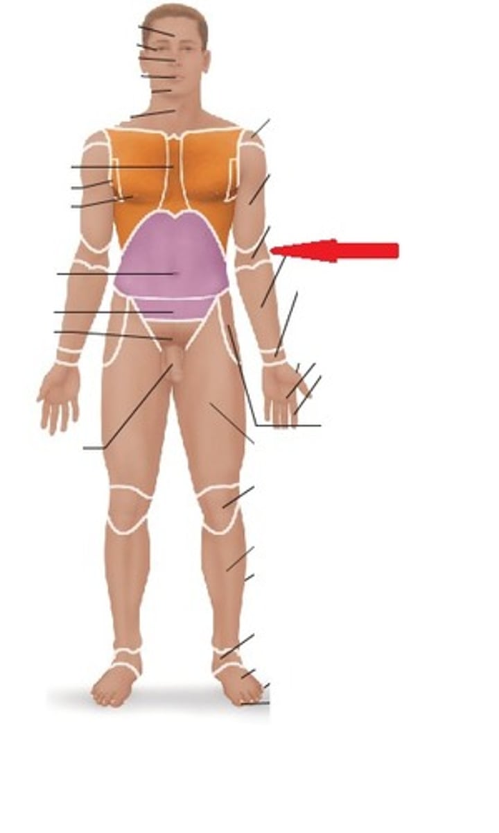 <p>Relating to the front of the elbow.</p>