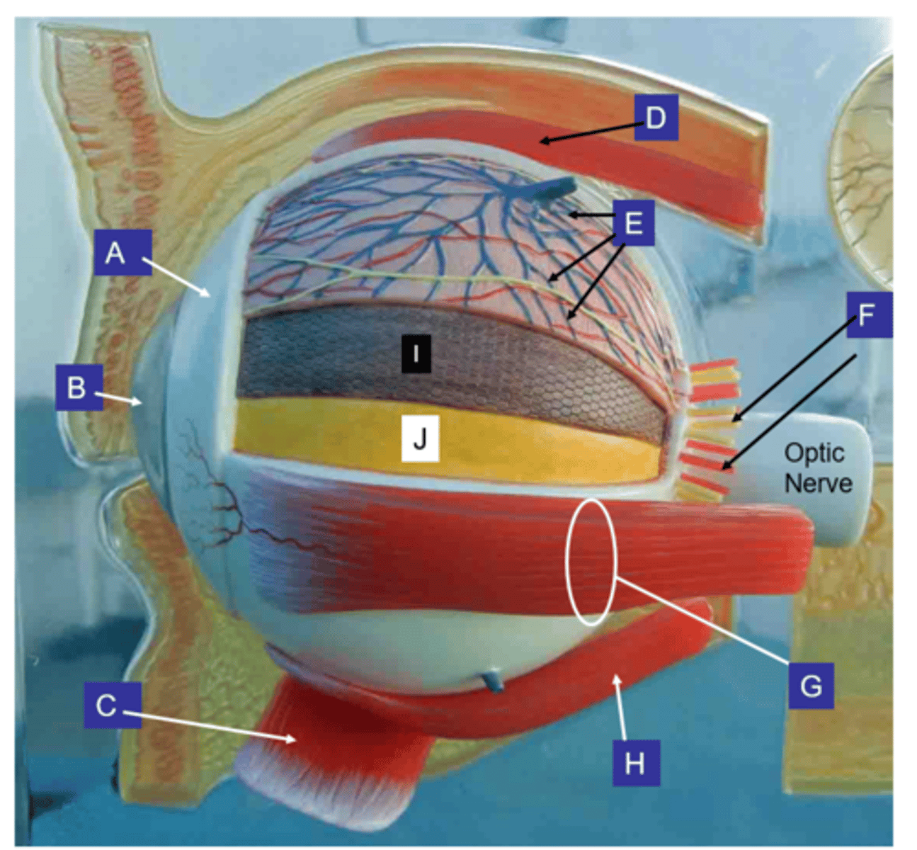 <p>What structure is the letter I?</p>
