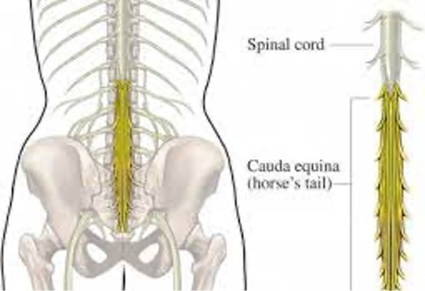 <p>anatomy</p><p>(cauda equina)</p>