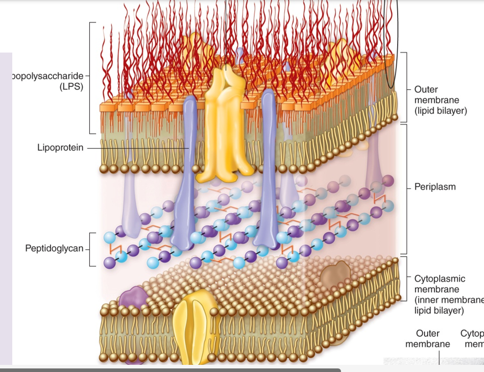<p>Gram-negative bacteria have a thin peptidoglycan layer, an outer membrane, and a periplasmic space.</p>