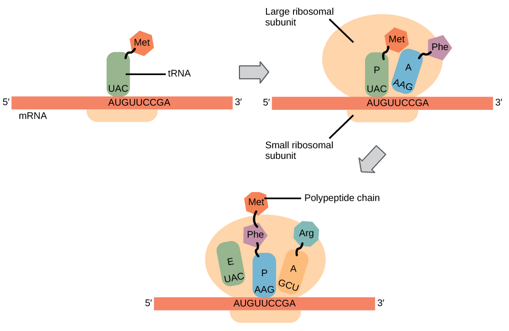 <p>Ribosome binds mRNA and tRNA </p>