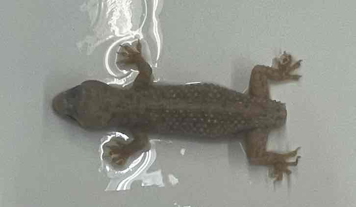 <p>Mediterranean house gecko</p>