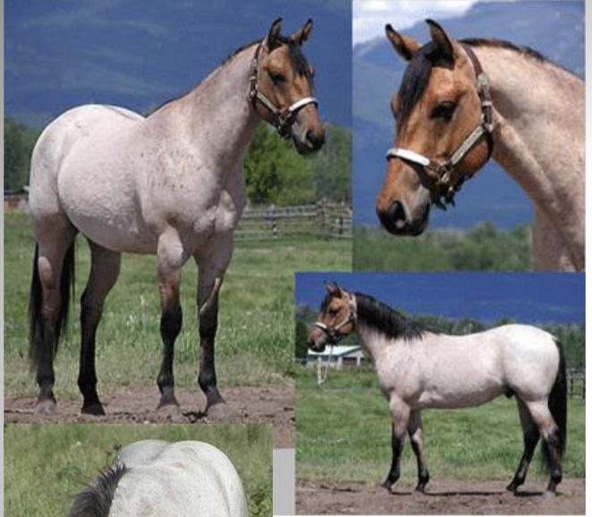 <p>What is the white color when its mixed with other colors on a horse?</p>