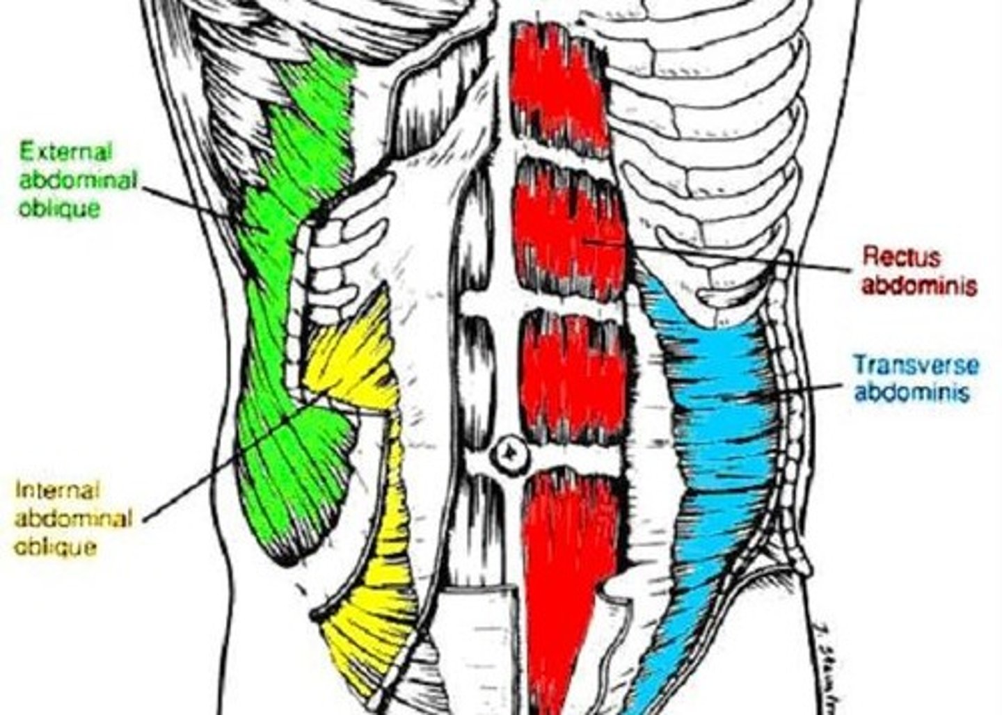 <p>tenses abdominal wall and compresses abdominal contents</p>