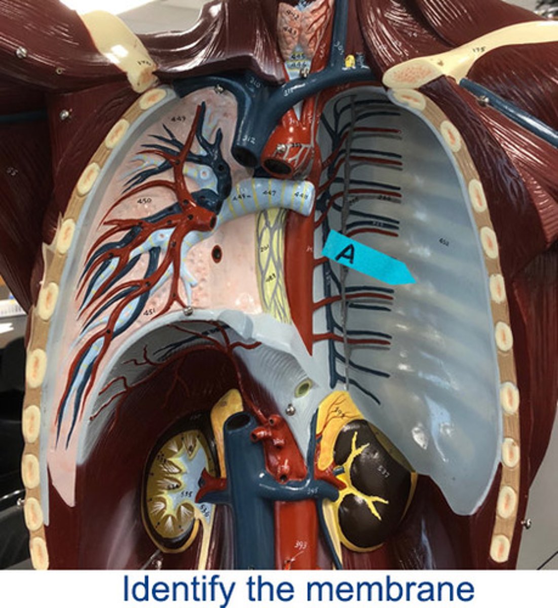<p>Identify the membrane that lines this cavity (be specific)</p>