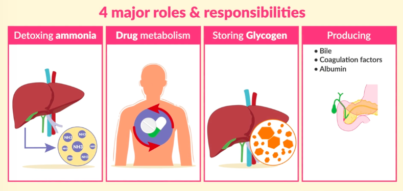 <ul><li><p>detoxifying ammonia</p></li><li><p>drug metabolism</p></li></ul><ul><li><p>stores glycogen </p></li><li><p>produces bile, coagulation factors, albumin</p></li></ul><p>(albumin helps keep fluid where they belong)</p><p></p>