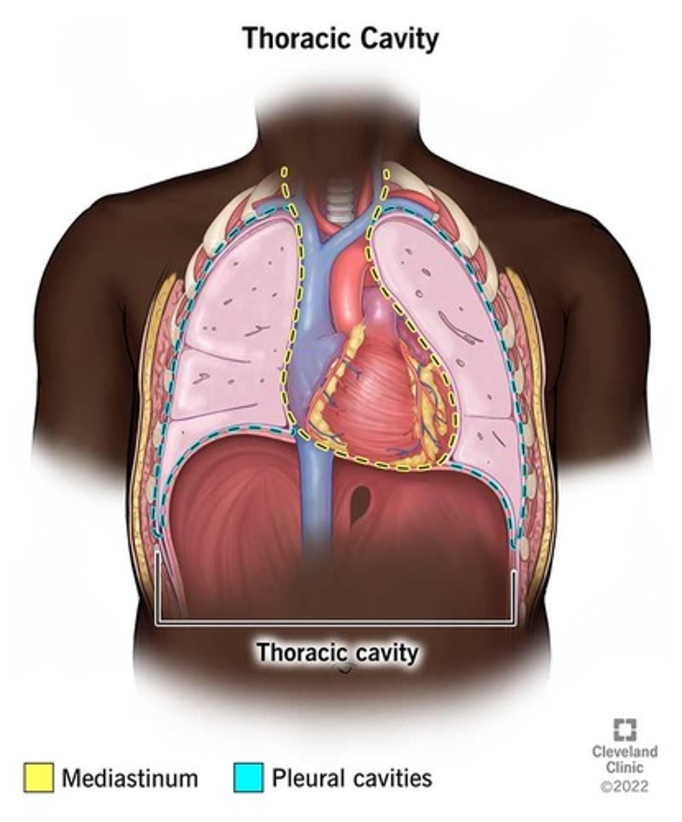<p>contains heart and lungs(main organs).</p>