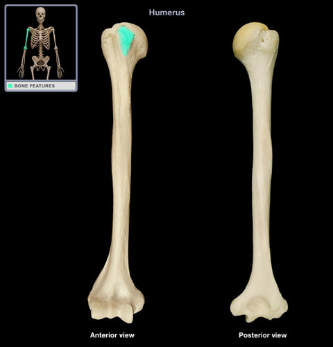 <p>insertion of subscapularis muscle</p>