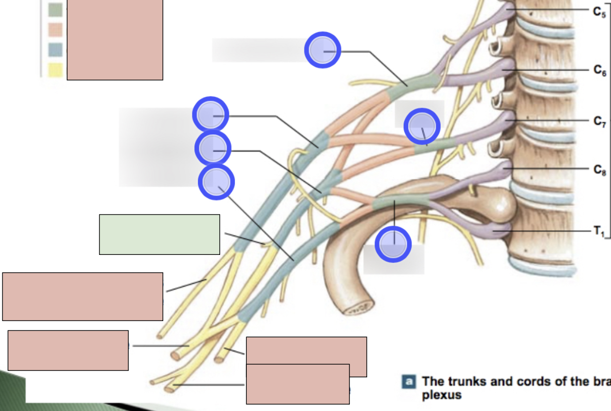 <p><span style="background-color: transparent;"><span>C5, C6, motor for deltoid and teres minor; sensory from skin of shoulder; roots from posterior cord</span></span></p>