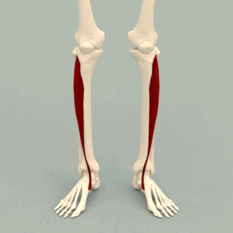<p>Front shin; </p><p>beside tibia </p><p> 'Tibia + anterior'</p>